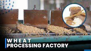 Wheat Flour Mill Plant  How Wheat is Process Inside the Factory  Wheat Processing Line