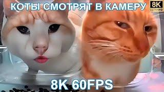 КОТЫ СМОТРЯТ В КАМЕРУ 8K 60FPS 