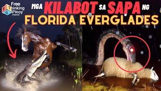 BUWAYA UMAWAY SA SAWA  Florida Everglade Wildlife