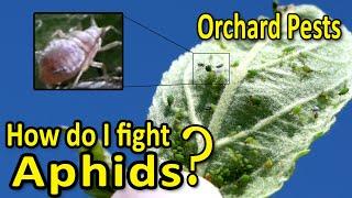 Orchard Pests  Aphids – How to fight them and control their numbers