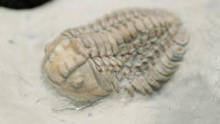 Finding Trilobites on Anticosti Island