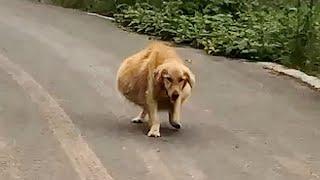 A big-bellied dog walked shakily thought it was pregnant actually its the reason why be abandoned