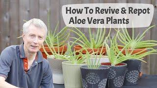 How To Revive And Repot Aloe Vera Plants - Transforming Overgrown Aloe Vera Into Attractive Plants.