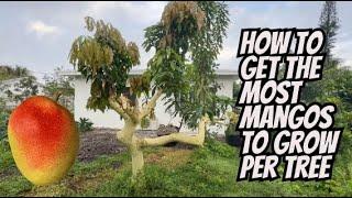 This Method of Growing Mango Trees Will Give You The Most Fruit