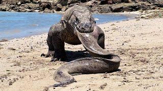 Komodo swallowed and Vomits The Carcass Of a Super-Large Moray Eel