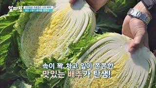 김장철 주인공 속이 꽉 차고 쫀쫀한 고랭지 배추 TV정보쇼 알짜왕 98회