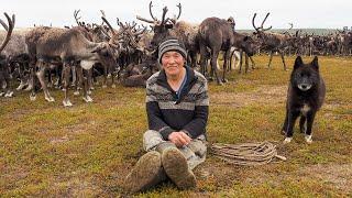 Зачем оленеводы кастрируют быков. Жизнь в тундре. Крайний Север. Ямал