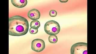 Carcinogenesis The transformation of normal cells to cancer cells