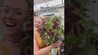 Shaking this plant feels really fun tho Im not sure it transfers to video  Do you grow #coleus?