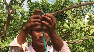 Komodo Dragon Trap Technology Using Branches & Cable Trap