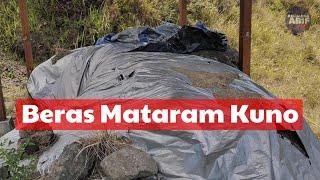 Pemukiman Mataram Kuno Yang Tertimbun Awan Panas - Liyangan