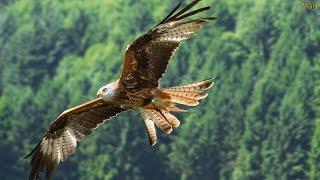 FLY LIKE AN EAGLE - Native American Song Voar Como Águia - legenda PT