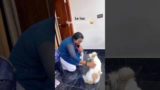 Odikko oru bootham #shorts #shortvideo #puppy #trending