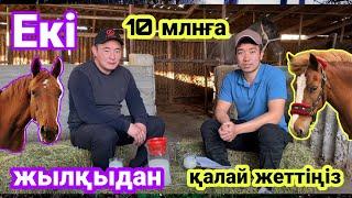 Екі жылқыдан 10 миллиондық жылқыға  Жылқы бордақылау. Откорм лошадей