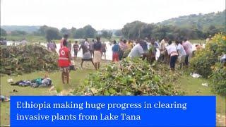 Update  Ethiopia making huge progress in clearing invasive plants from Lake Tana  Still more to do