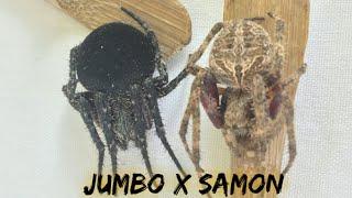Black Samon and Gensan Jumbo -Double header the battle of giants