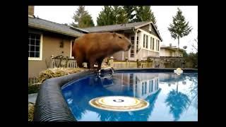 Capybara falls into the pool under a hard fonk