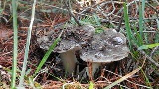 Tricholoma portentosum kaputxina