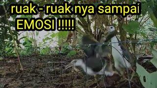 Terbuktisangat ampuh suara ruak ruak ini @sarangruakruaktv3513