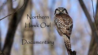 Northern Hawk Owl Documentary  Part 1