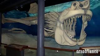 IL MEGALODONTE - CARCHARODON MEGALODON