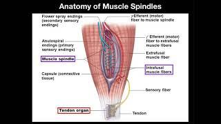 Anatomy & Physiology of Muscle Spindles