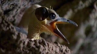 These Ancient Birds Have Been Around for 44 Million Years  Africa  BBC Earth