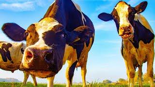 Dairy Farm Cow MOOING AND GRAZING - Dairy Cattle Farm  • Cow Video