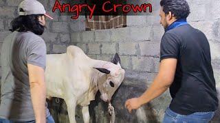 Q & A Vlog - Crown ne aaj apna fatehjangi roop dikha diya - Vaccines done for Crown - Full Current 