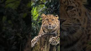 The Big Cat Fighting for Survival  #shorts #wildlife #bigcat #wildcats