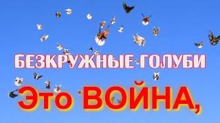 Это война безкружные голуби