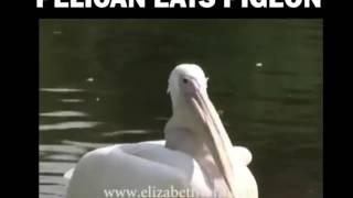 Пеликан схавал голубя - Pelican eats pigeon