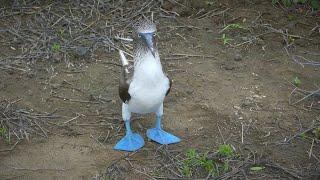 BLUE-FOOTED BOOBY The dancing bird  Oceana