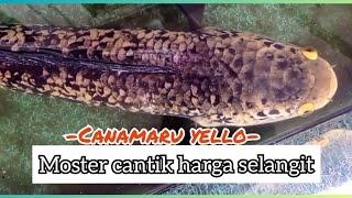 chana maru monster bobot 4 kg harga 5 juta