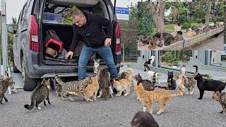 You may encounter hundreds of stray cats as soon as you get out of your car at any point in Istanbul