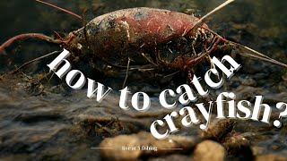 How to catch Crayfish - Top 3 ways