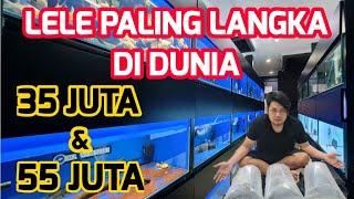 HUNTING‼️ IKAN PREDATOR UNTUK COMMUNITY TANK - KETEMU LELE PALING LANGKA DI DUNIA MASUK DI INDONESIA