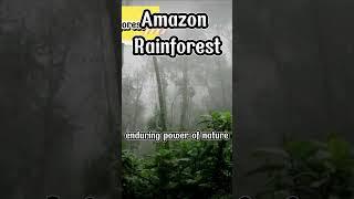 Amazon Rainforest A Symphony of Life #stoic #travel #world #rainforest #tropical #life #connected