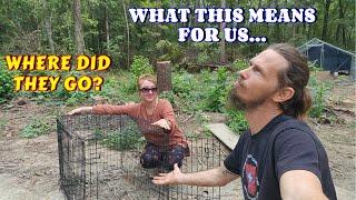 THE GOOD THE BAD & THE GOATS  goats vlog couple life tiny house homesteading off-grid rv 