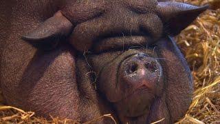 Owner of overfed pig faces animal cruelty charges