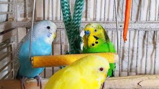3.5 Hr Happy Parakeets Eating Singing Playing Budgies Chirping. Reduce Stress of lonely Bird Videos
