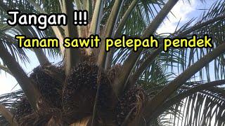 Sawit pelepah pendek VS Sawit pelepah panjang