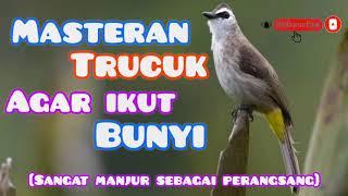 Masteran Pancingan Trucukan  perangsang trucuk bahan-ombyokan-macet biar cepat gacor