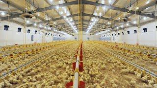 Inside The Million Dollar Chicken Farm. Amazing Modern Chicks Poultry Farming Technology
