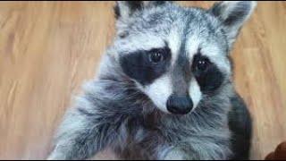 Adorable pet raccoon chows down on tasty rice cake