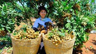 Harvesting Longan & Goes To Market Sell - Cook Lotus Seed Longan Water  Farm Gardening Daily Life