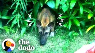 Foster Dog Takes Weeks To Come Out Of Hiding  The Dodo