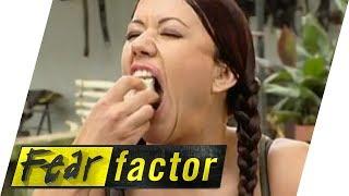 Munching Bull Testicle  Fear Factor Extra