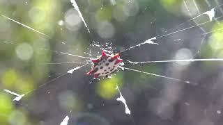 Smiley face spider Spiny orbweaver