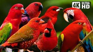 BEAUTIFUL RED BIRDS  BIRDS SOUNDS FOR RELAXING  BEAUTIFUL CHIRPS  STUNNING NATURE  STRESS RELIEF